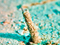 Yellowface Pikeblenny,Chaenopsis limbaughi, Dalila & Tormentos, Cozumel, MX 2026