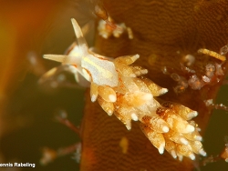 Tenellia genovae thumbnail