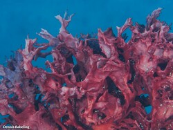 Platoma cyclocolpum thumbnail