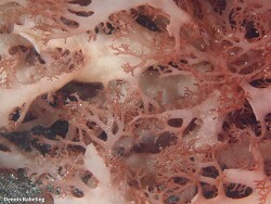 Platoma cyclocolpum thumbnail