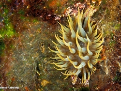 Aiptasia couchii thumbnail