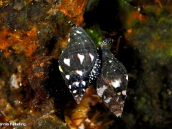 Pusia zebrina thumbnail