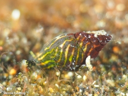 Pusia zebrina thumbnail