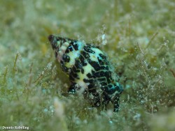 Pusia zebrina thumbnail