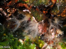 Cervera atlantica thumbnail