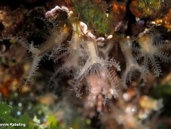 Cervera atlantica thumbnail