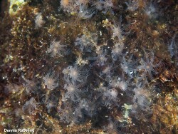Cervera atlantica thumbnail