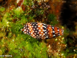 Mitrella ocellata thumbnail