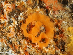 Thordisa diuda thumbnail
