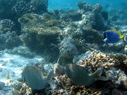 Siganus stellatus - Kaninchenfisch - Malediven - Thudufushi - Hausriff