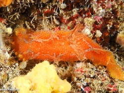 Plocamopherus maderae thumbnail