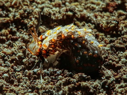 Cerberilla sp.01 thumbnail