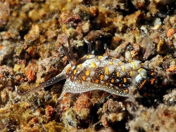 Cerberilla albopunctata thumbnail