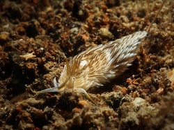 Cerberilla sp.08 thumbnail