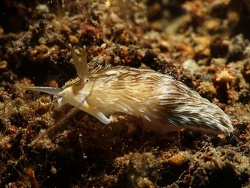 Cerberilla sp.08 thumbnail