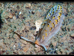 Cerberilla asamusiensis thumbnail