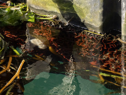 Watersipora subtorquata thumbnail