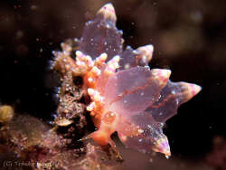 Annulorhina mandapamensis thumbnail