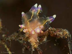 Annulorhina mandapamensis thumbnail