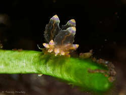 Annulorhina mandapamensis thumbnail