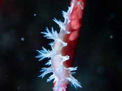 Tritonia bollandi thumbnail
