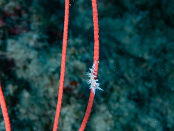 Tritonia bollandi thumbnail