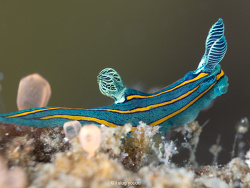 Tambja sp.07 thumbnail