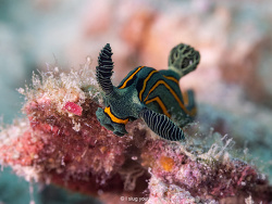 Tambja sp.07 thumbnail