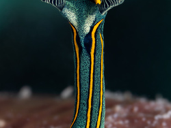 Tambja sp.07 thumbnail