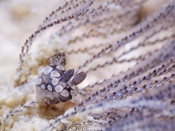 Tambja sp.02 thumbnail