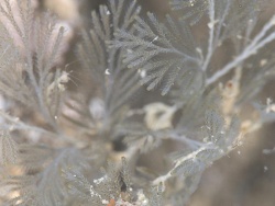 Tambja sp.02 thumbnail