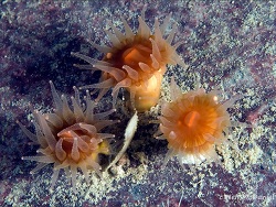 Caryophyllia (Caryophyllia) alaskensis thumbnail