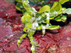 Simocarcinus simplex thumbnail
