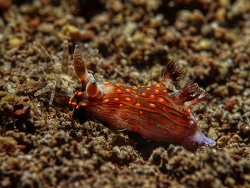 Nembrotha mullineri thumbnail