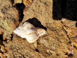 Hexaplex stainforthii thumbnail