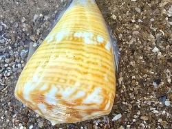 Conus trigonus, Australia 2025
