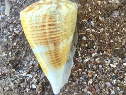 Conus trigonus, Australia 2025