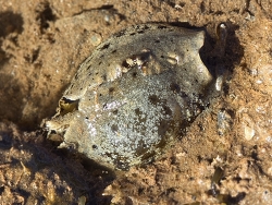 Aplysia reticulata thumbnail