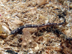 Micrognathus micronotopterus thumbnail