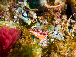 Island Kelpfish,Alloclinus holderi, Anacapa Island, California 2026