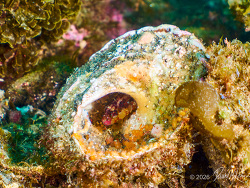 Island Kelpfish,Alloclinus holderi, Anacapa Island, California 2026