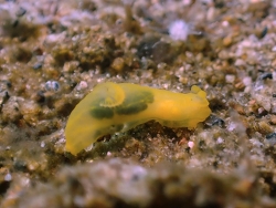 Gymnodoris crocea thumbnail
