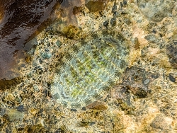 Chiton squamosus thumbnail