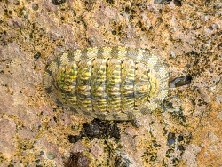 Chiton squamosus thumbnail