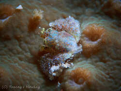 Pseudocryptochirus viridis thumbnail