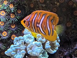 Pygoplites diacanthus thumbnail