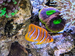 Pygoplites diacanthus thumbnail