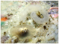 Pleurehdera postrema thumbnail