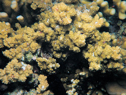 Montipora echinata thumbnail