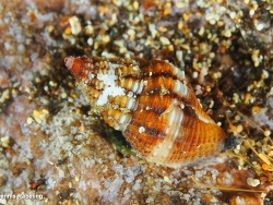 Aplus scacchianus thumbnail